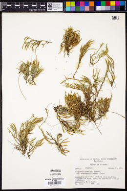 Selaginella arenicola subsp. acanthonota image