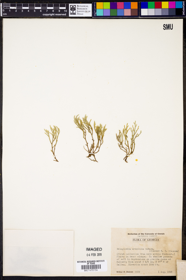 Selaginella arenicola image