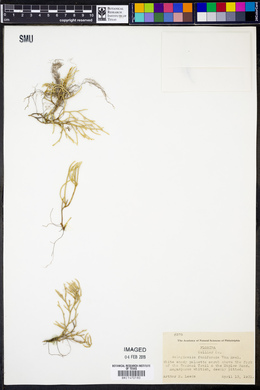 Selaginella acanthonota image