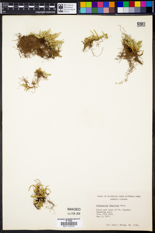 Selaginella standleyi image