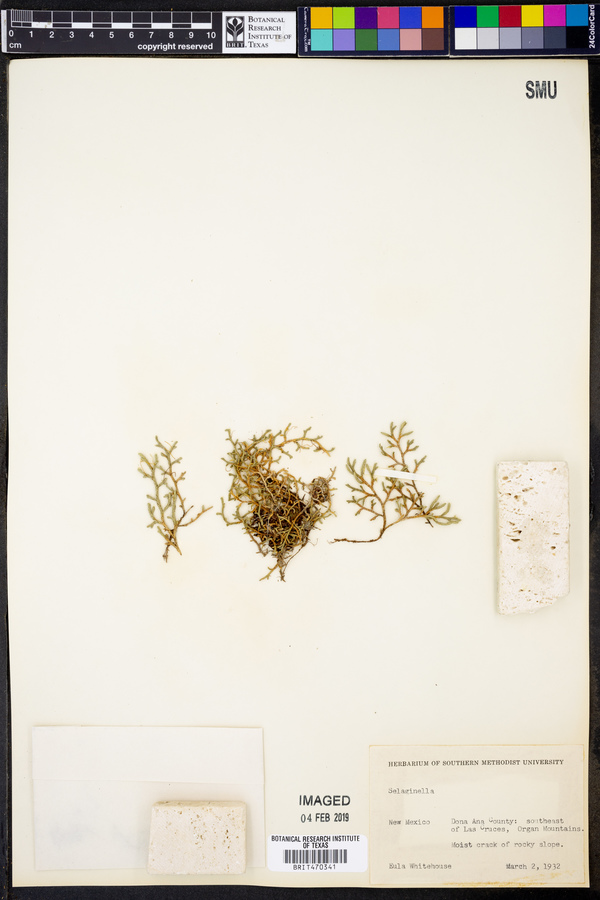 Selaginella image