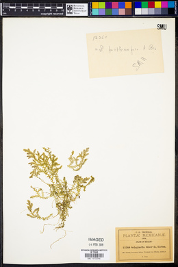 Selaginella binervis image