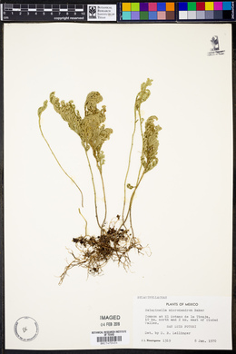 Selaginella microdendron image