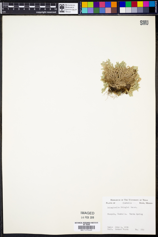 Selaginella pringlei image