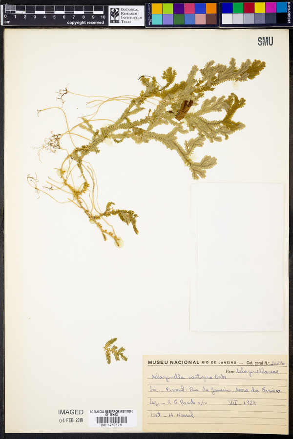 Selaginella contigua image