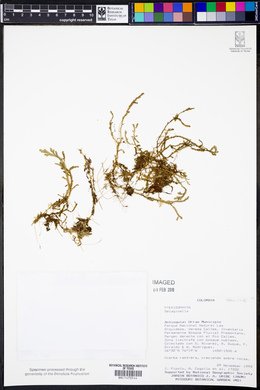 Selaginella euclimax image