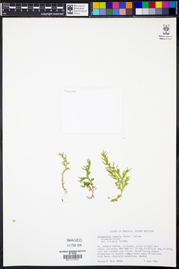 Selaginella tenella image