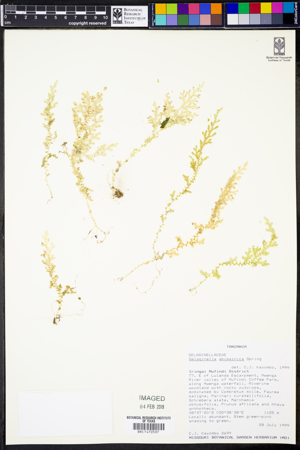 Selaginella goudotiana var. abyssinica image