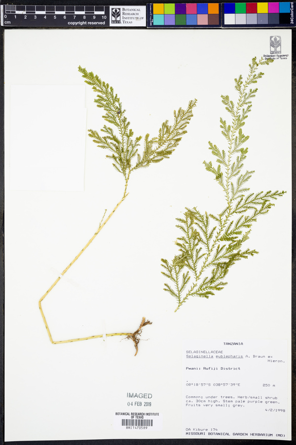 Selaginella eublepharis image