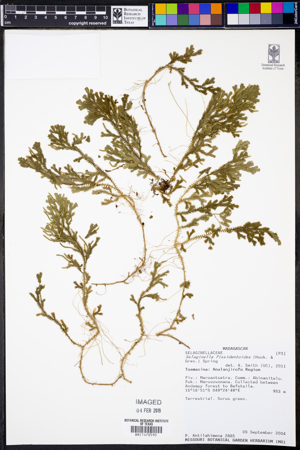 Selaginella fissidentoides image