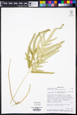 Selaginella polymorpha image