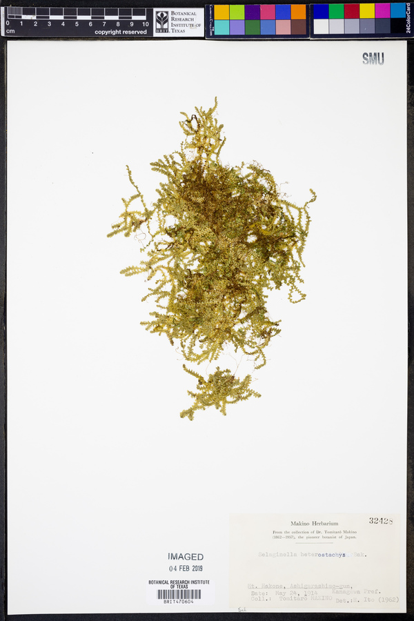 Selaginella heterostachys image