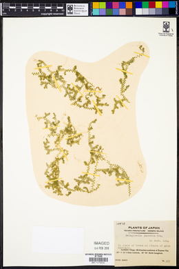 Image of Selaginella japonica