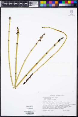 Equisetum × ferrissii image