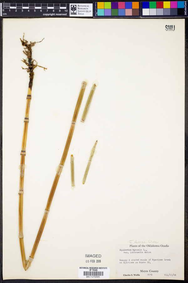 Equisetum X ferrissii image