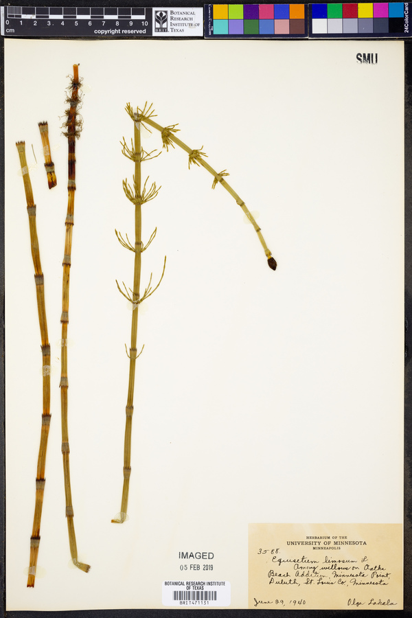 Equisetum limosum image