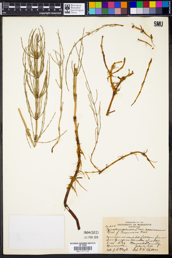 Equisetum palustre var. americanum image