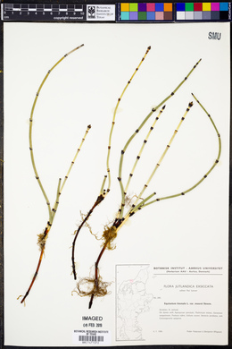 Image of Equisetum × moorei
