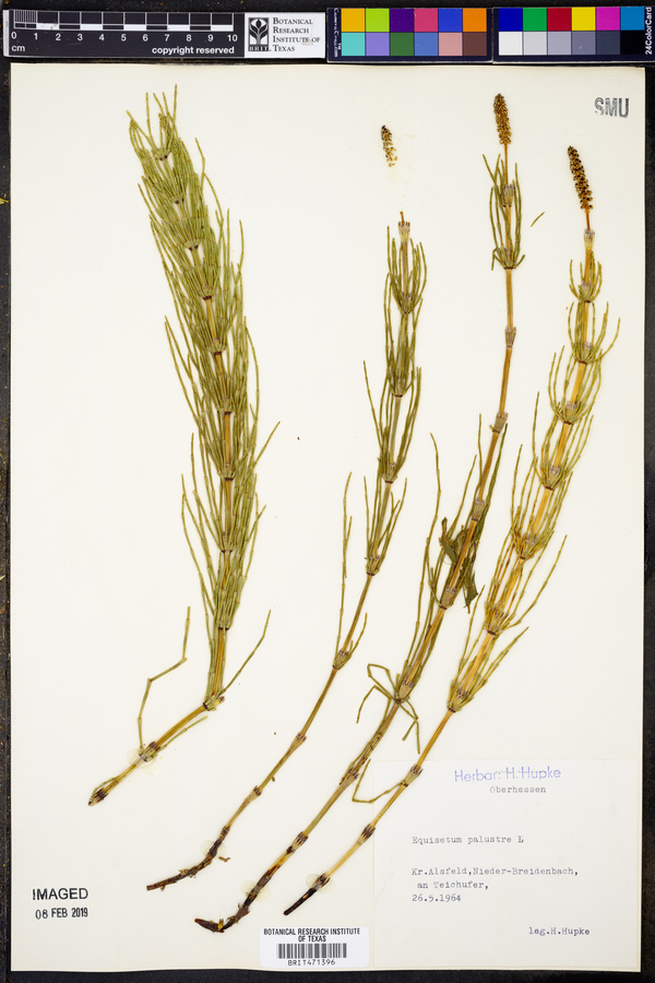 Equisetum palustre image