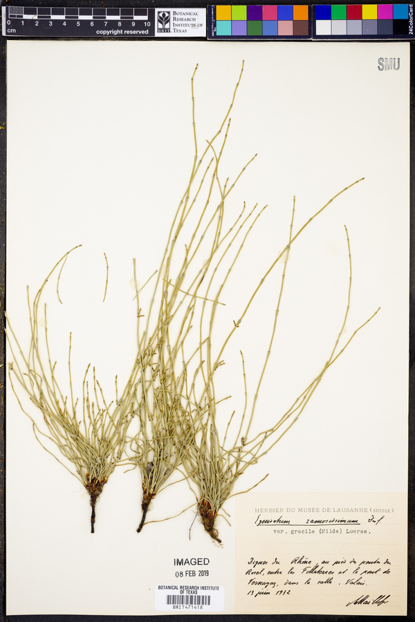 Equisetum ramosissimum image