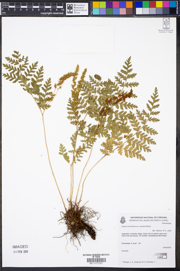 Anemia australis image