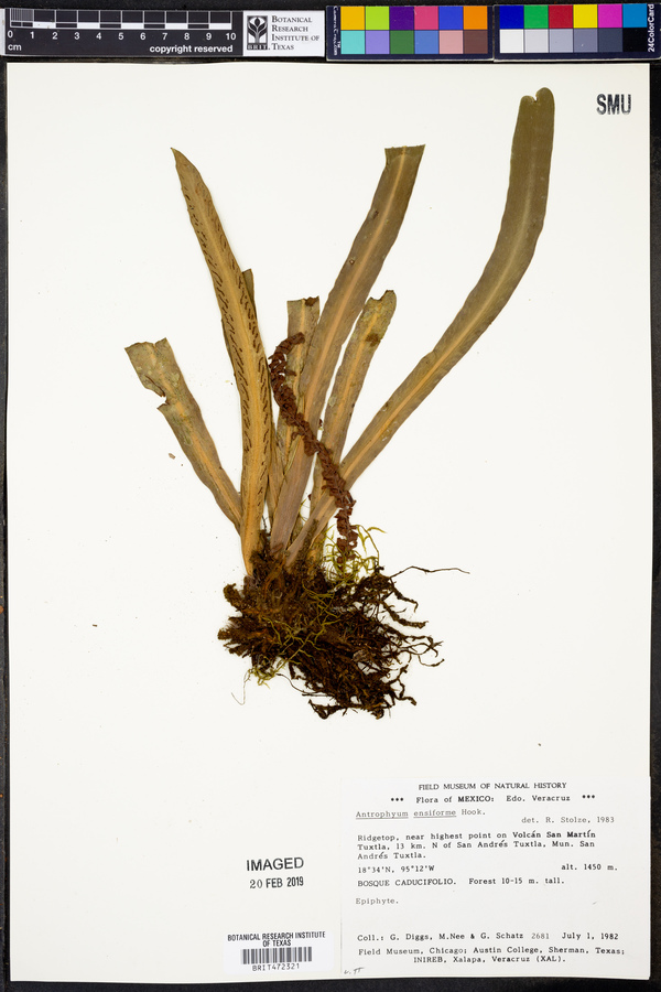Antrophyum ensiforme image