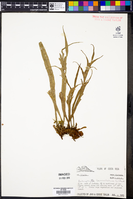 Antrophyum lanceolatum image