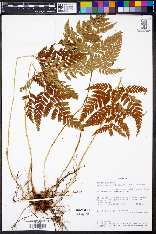 Arachniodes webbiana subsp. foliosa image