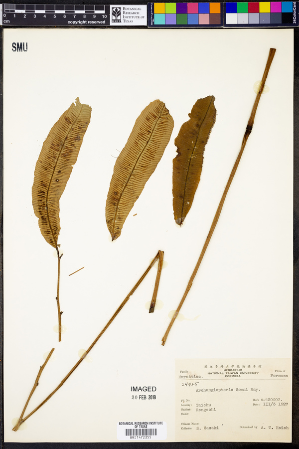 Archangiopteris image