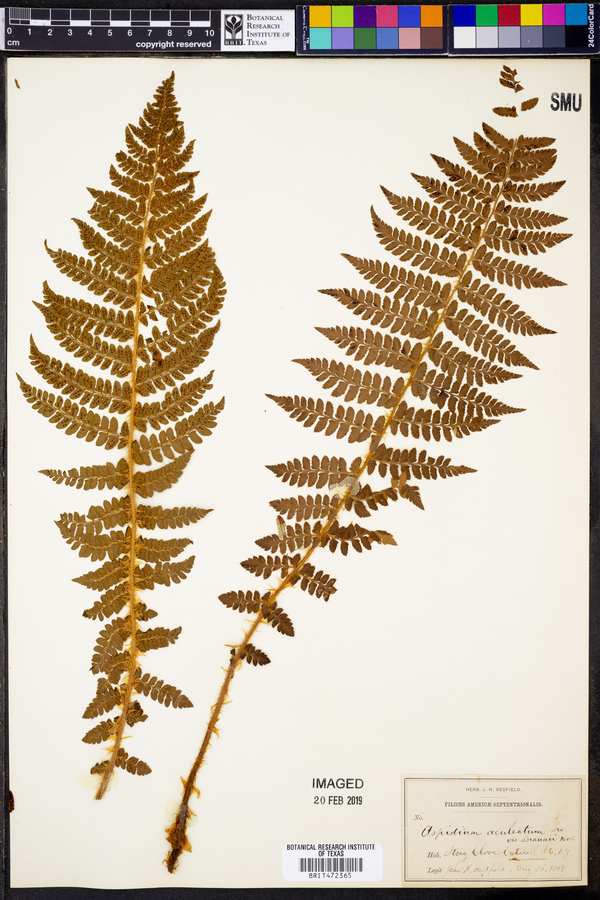 Polystichum aculeatum image