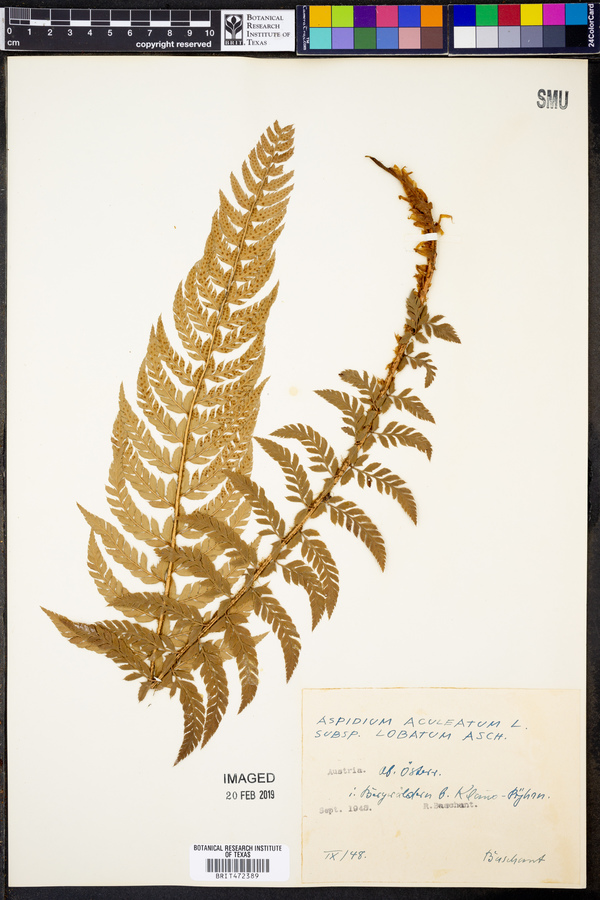 Polystichum aculeatum image