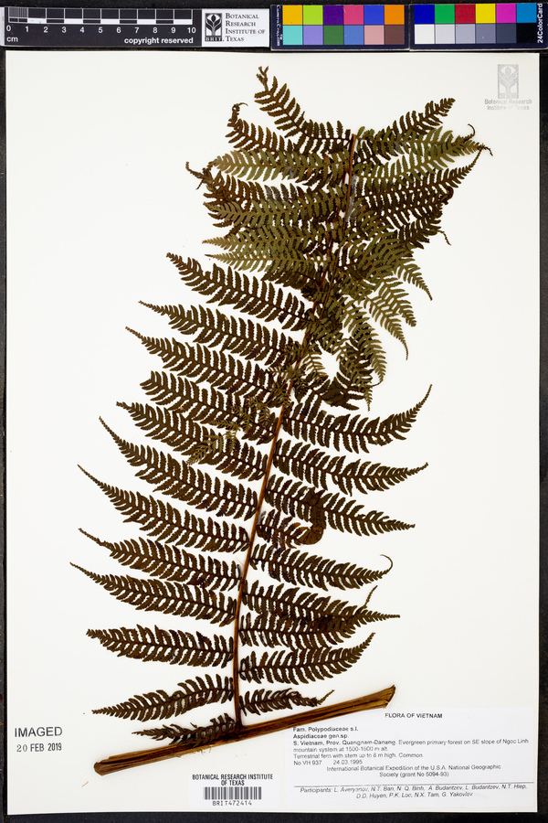 Aspidiaceae image