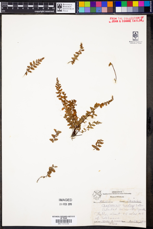 Asplenium bradleyi image