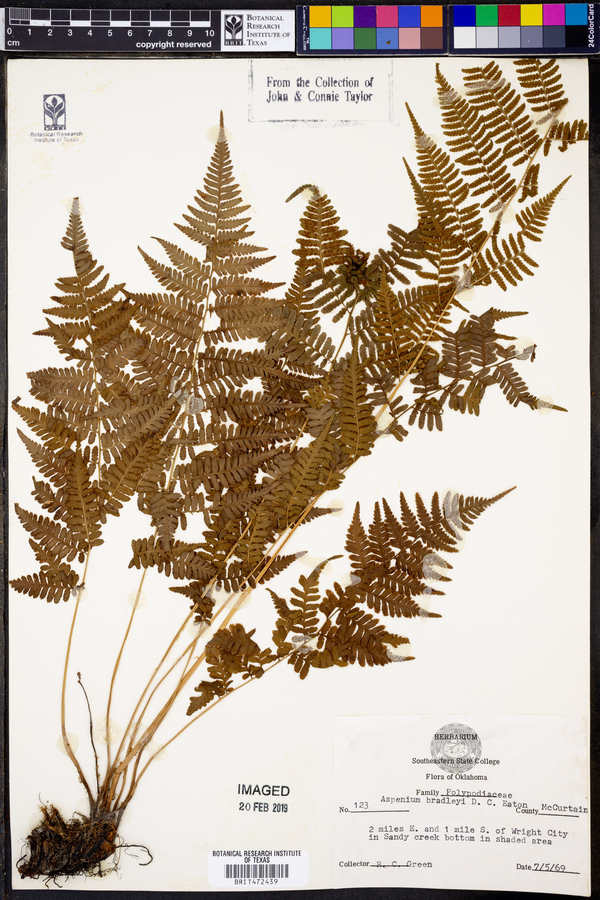 Asplenium bradleyi image
