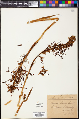 Himantoglossum hircinum image