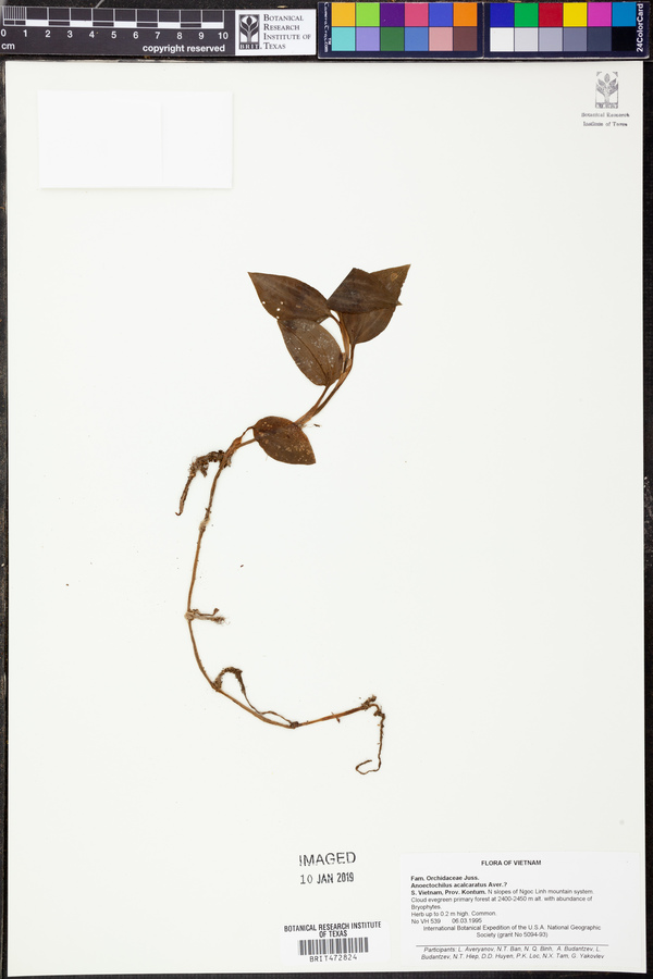 Odontochilus acalcaratus image