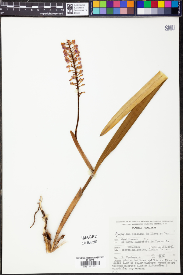 Arpophyllum spicatum image