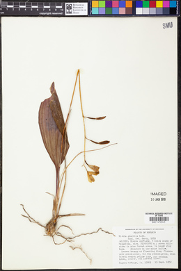 Bletia gracilis image