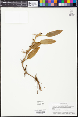Bulbophyllum odoratissimum image