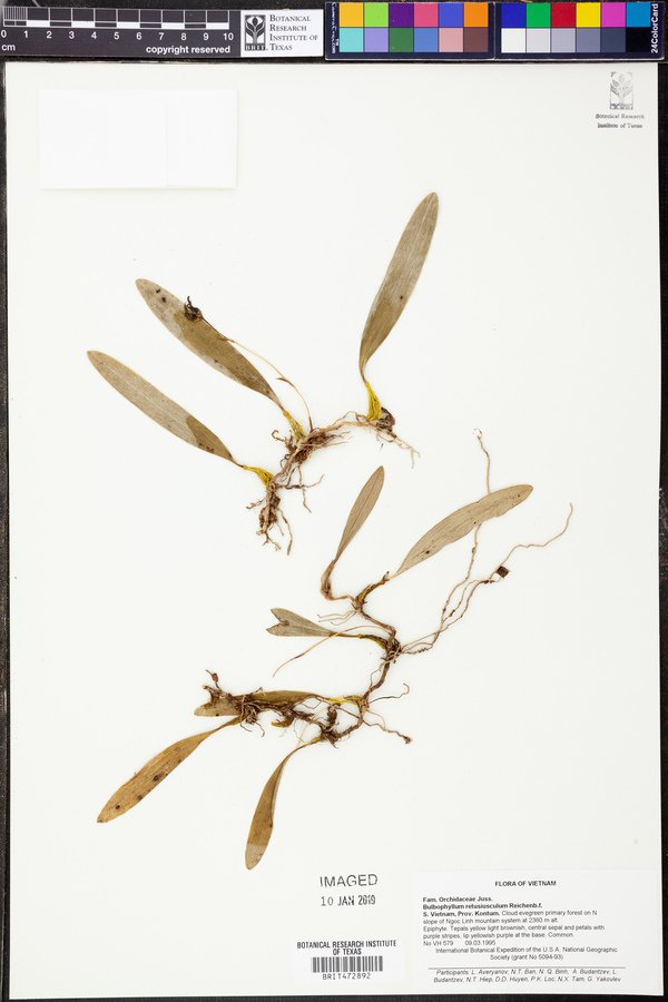 Bulbophyllum retusiusculum image