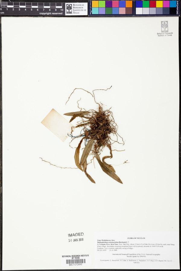 Bulbophyllum retusiusculum image