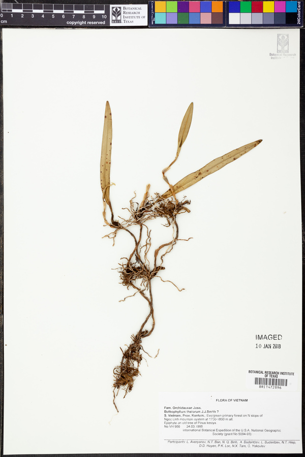 Bulbophyllum thaiorum image