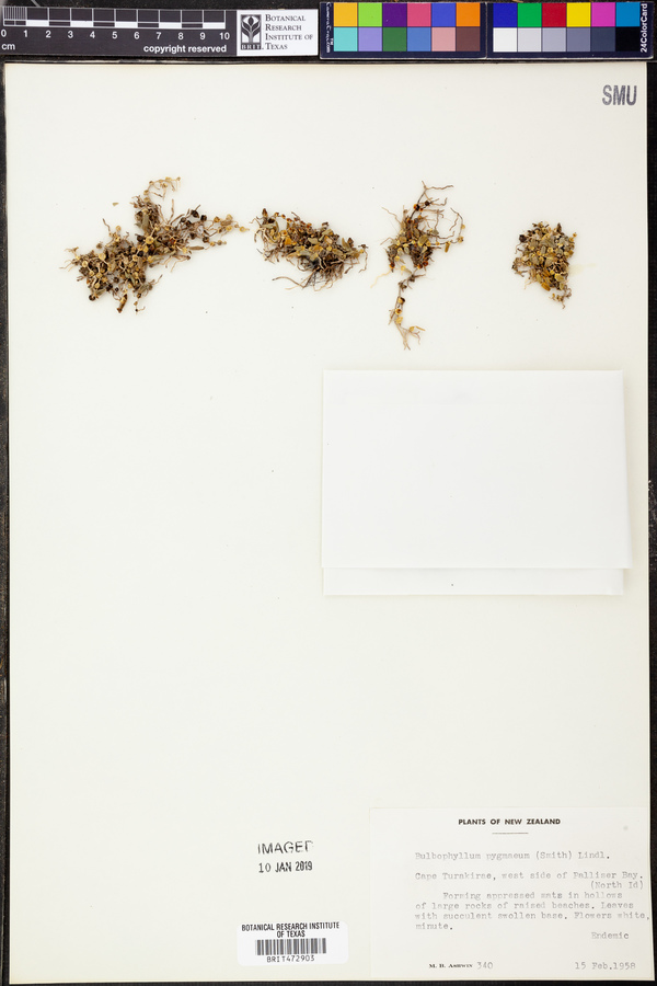 Bulbophyllum pygmaeum image