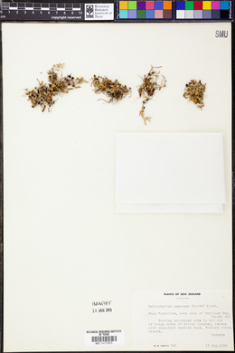 Image of Bulbophyllum pygmaeum