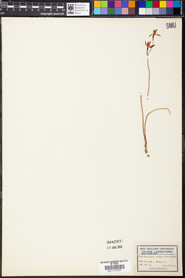 Caladenia gracilis image
