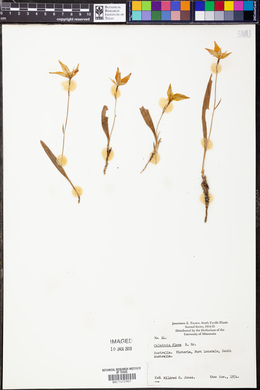 Caladenia flava image