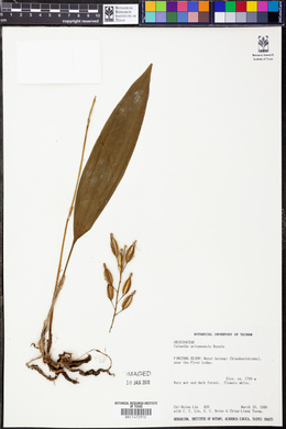 Image of Calanthe arisanensis