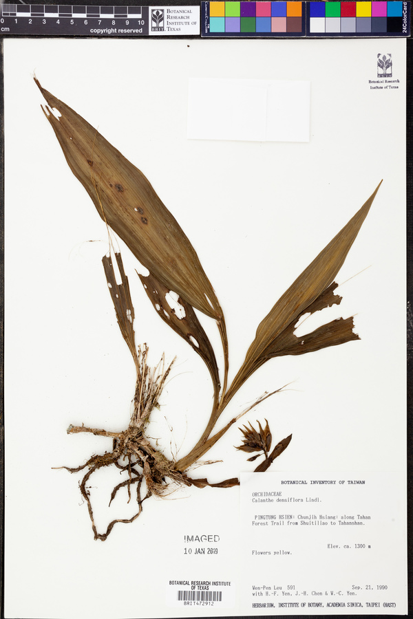 Calanthe densiflora image