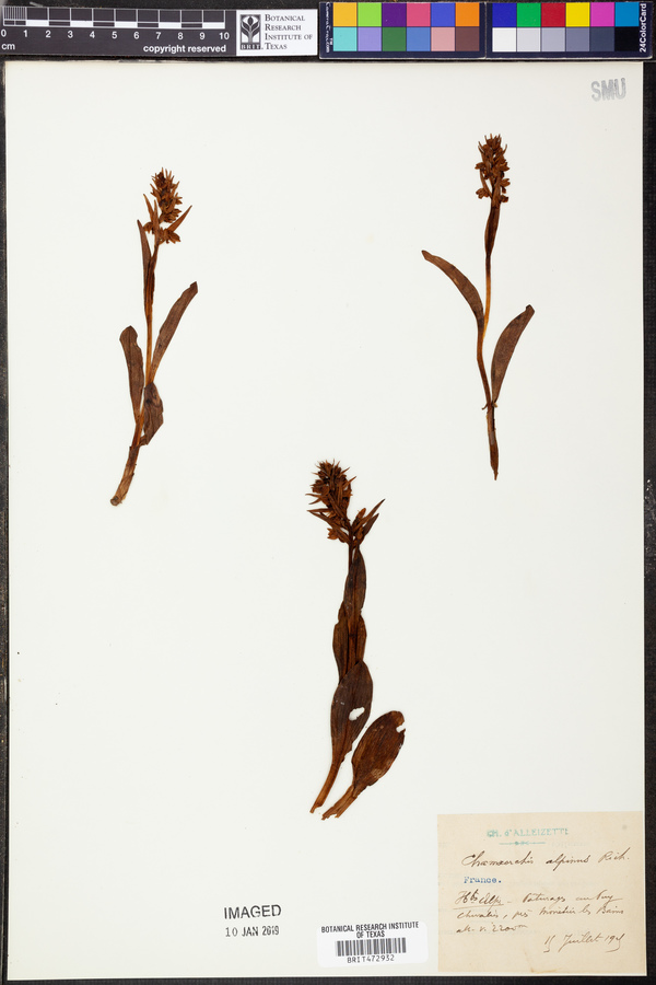 Chamaemespilus alpina image