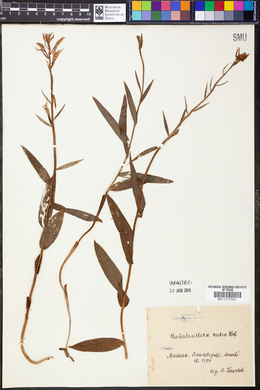 Cephalanthera rubra image